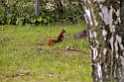 Squirel 005